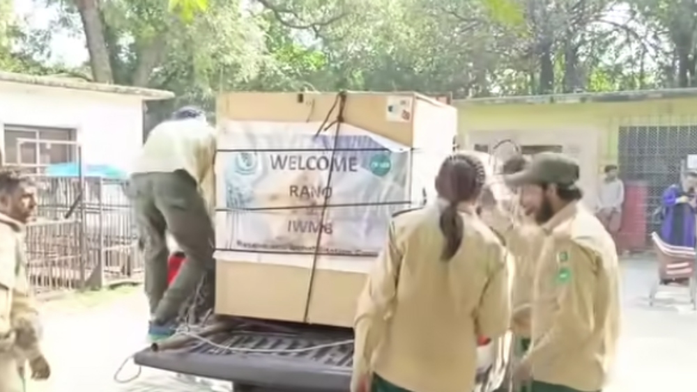 Rano the Karachi zoo bear begins new life in Islamabad sanctuary